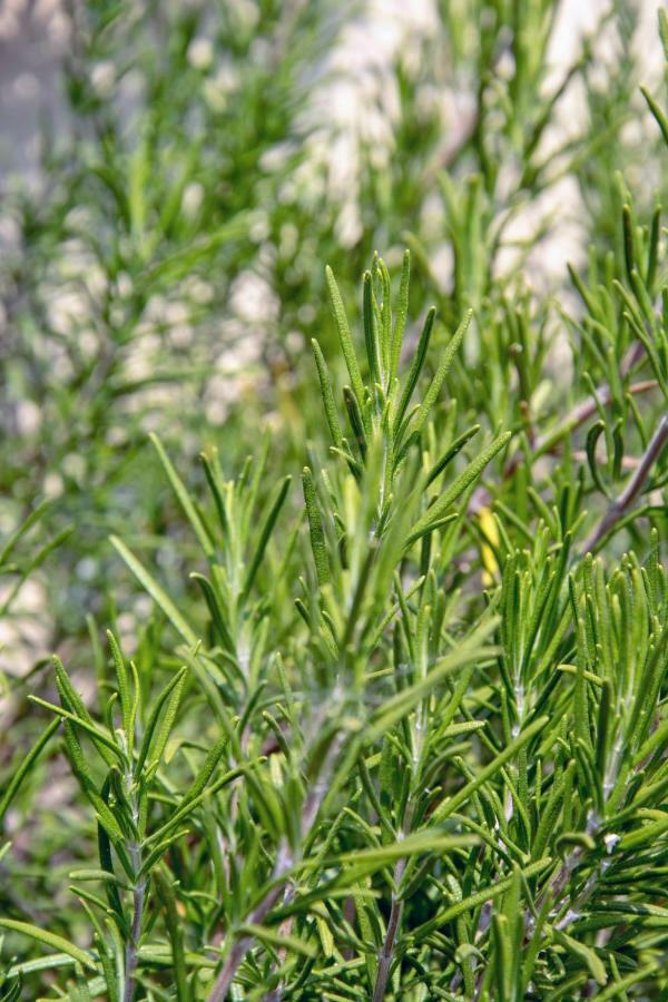Le Ortensie Dolceacqua Esterno foto